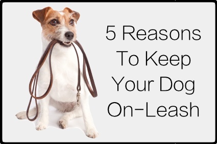 5 Reasons Your Dog Should Be On A Leash – Vet Changes World